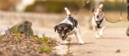Zwei kleine Hunde beim Spaziergang auf einem sonnigen Weg, im Vordergrund ein Terrier mit schwarzem Geschirr, Natur und Blumen am Wegesrand