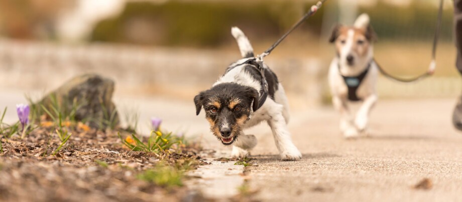 Zwei kleine Hunde beim Spaziergang auf einem sonnigen Weg, im Vordergrund ein Terrier mit schwarzem Geschirr, Natur und Blumen am Wegesrand