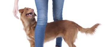 Brauner mittelgroßer Hund steht neben einer Person in blauen Jeans und schaut auf die Hand