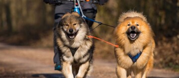 Zwei flauschige Hunde mit dichtem Fell werden an der Leine auf einem Waldweg spazieren geführt.