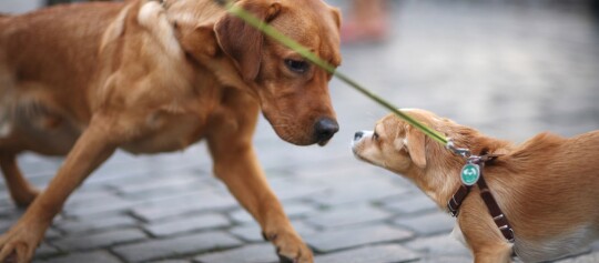 Zwei Hunde treffen sich auf gepflastertem Boden, ein großer brauner Hund schnuppert an einem kleinen Hund mit Geschirr.