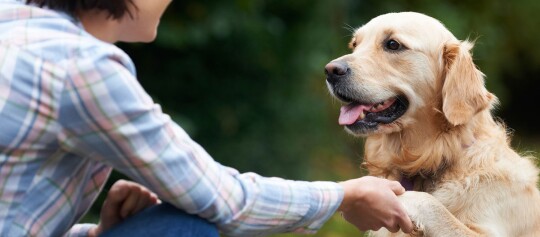 Person hält die Pfote eines glücklichen Golden Retrievers im Freien, freundschaftliche Interaktion zwischen Mensch und Hund