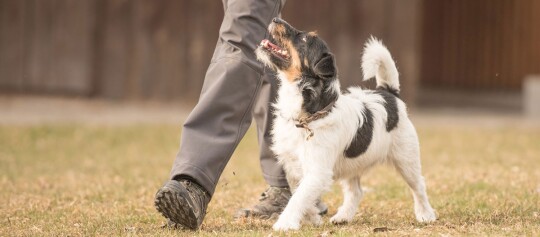 Kleiner schwarz-weißer Hund läuft aufmerksam neben einer Person auf einer Grasfläche, Hundetraining im Freien
