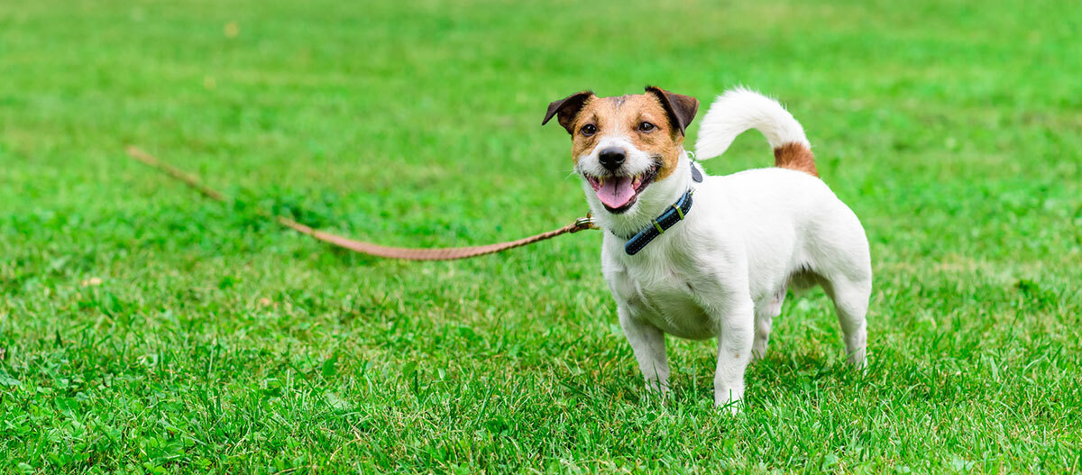 Ratgeber-Jack-Russell_1200×527 Glücklicher Jack Russell Terrier mit blauem Halsband auf grünem Gras im Freien an der Leine