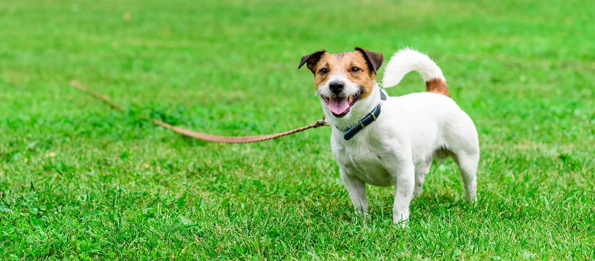 Glücklicher Jack Russell Terrier mit blauem Halsband auf grünem Gras im Freien an der Leine
