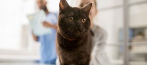 Nahaufnahme einer schwarzen Katze mit gelben Augen in einer Tierarztpraxis, unscharfe Personen im Hintergrund