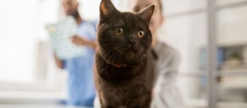 Nahaufnahme einer schwarzen Katze mit gelben Augen in einer Tierarztpraxis, unscharfe Personen im Hintergrund