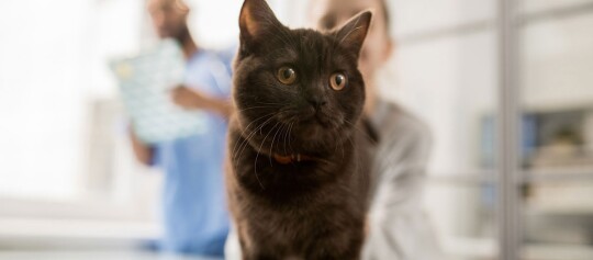 Nahaufnahme einer schwarzen Katze mit gelben Augen in einer Tierarztpraxis, unscharfe Personen im Hintergrund
