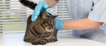 Tierarzt untersucht ruhige getigerte Katze mit blauen Handschuhen auf weißem Tisch in Tierklinik