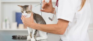 Tierarzt impft eine Katze in der Tierarztpraxis, Katze erhält eine Injektion zur Gesundheitsvorsorge