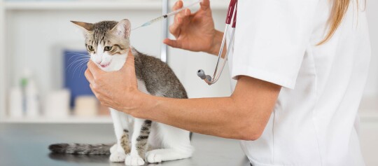 Tierarzt impft eine Katze in der Tierarztpraxis, Katze erhält eine Injektion zur Gesundheitsvorsorge