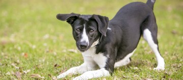 Verspielter schwarz-weißer Hund in geduckter Position auf grünem Gras im Freien