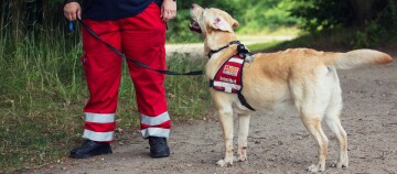 Rettungshund Labrador mit rotem ASB-Geschirr und Rettungspersonal in roter Einsatzkleidung auf Waldweg