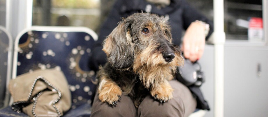 Ratgeber-Mit-Hund-unterwegs1200x527 Dackel mit drahtigem Fell sitzt auf dem Schoß einer Person in öffentlichen Verkehrsmitteln