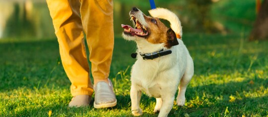 Glücklicher Jack Russell Terrier an der Leine läuft neben einer Person mit gelber Hose auf grünem Gras im Park