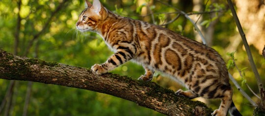 Eine Bengalkatze klettert auf einem Baumstamm