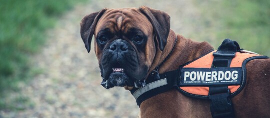 Nahaufnahme eines braunen Boxer-Hundes mit orangefarbenem