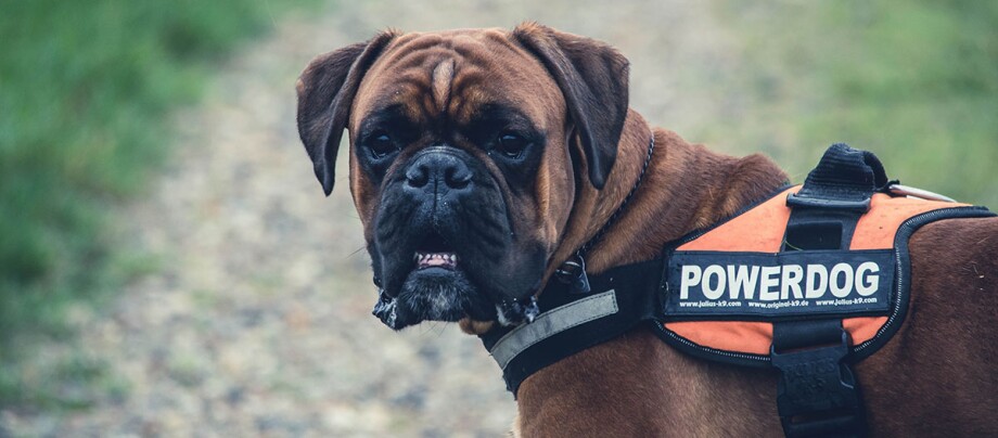 Ratgeber-Rassenportrait-Boxer-1_1200x527 Nahaufnahme eines braunen Boxer-Hundes mit orangefarbenem