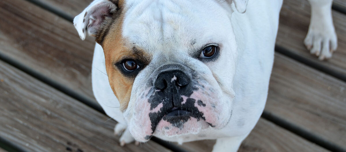 Ratgeber-Rassenportrait-Bulldogge-Nah_1200x527-5eaac38d1aa1b Nahaufnahme einer Englischen Bulldogge.