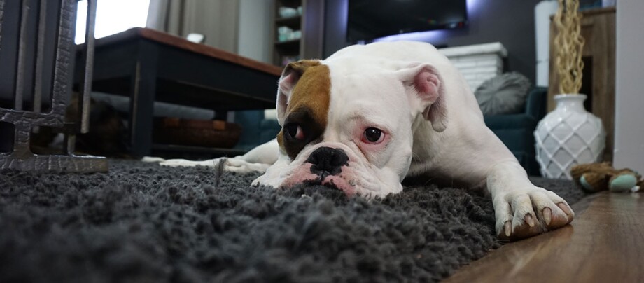 Eine Englische Bulldogge liegt in einem Wohnzimmer Weißer Bulldogge mit braunem Fleck am Auge liegt entspannt auf einem dunkelgrauen Teppich im gemütlichen Wohnzimmer.