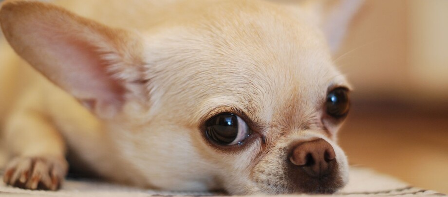 Nahaufnahme eines Chihuahua Nahaufnahme eines liegenden hellen Chihuahua-Hundes mit großen dunklen Augen und aufmerksamen Ohren