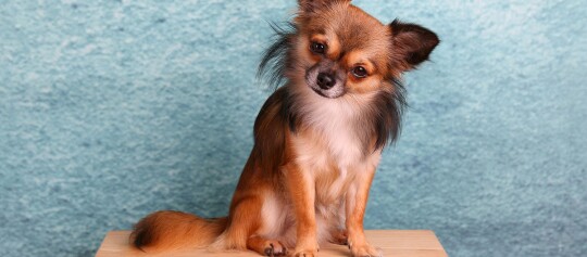 Kleiner langhaariger Chihuahua mit rotem Fell sitzt auf Holz vor blauem Hintergrund, Kopf leicht geneigt.