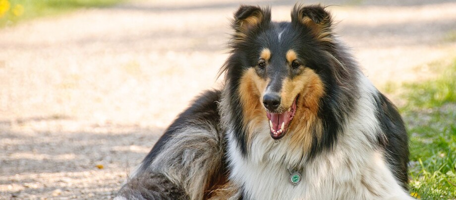 Ein Collie liegt am Wegesrand Glücklicher Rough Collie Hund mit langem Fell liegt auf einem Waldweg im Freien