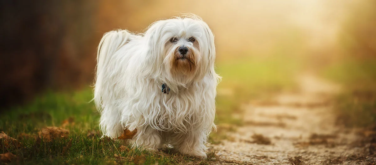 Kleiner weißer Hund mit langem, welligem Fell steht auf einem grasbewachsenen Weg bei warmem Sonnenlicht