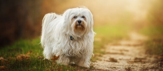 Kleiner weißer Hund mit langem, welligem Fell steht auf einem grasbewachsenen Weg bei warmem Sonnenlicht