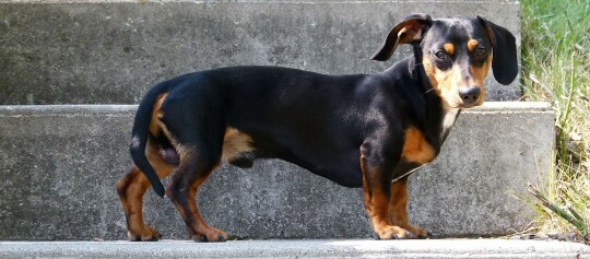 Schwarzer und brauner Dackel mit kurzem Fell steht seitlich auf Betonstufen im Freien