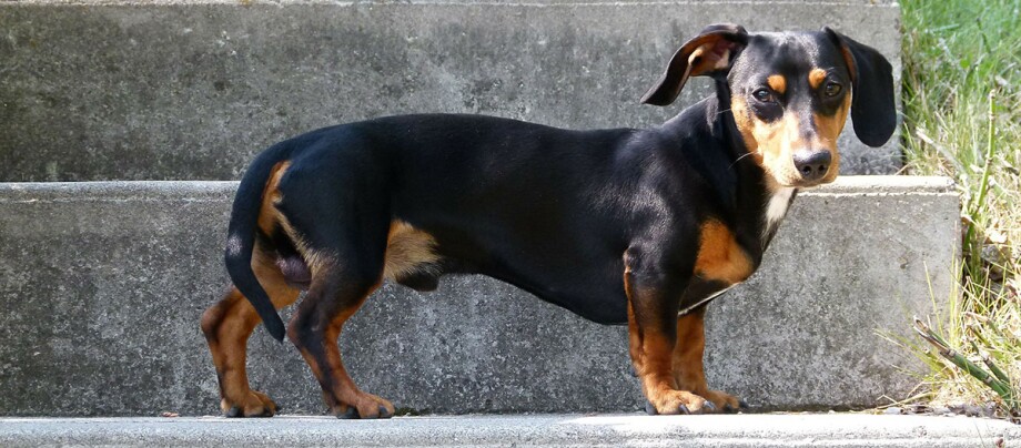 Ein Dackel steht auf den Stufen Schwarzer und brauner Dackel mit kurzem Fell steht seitlich auf Betonstufen im Freien