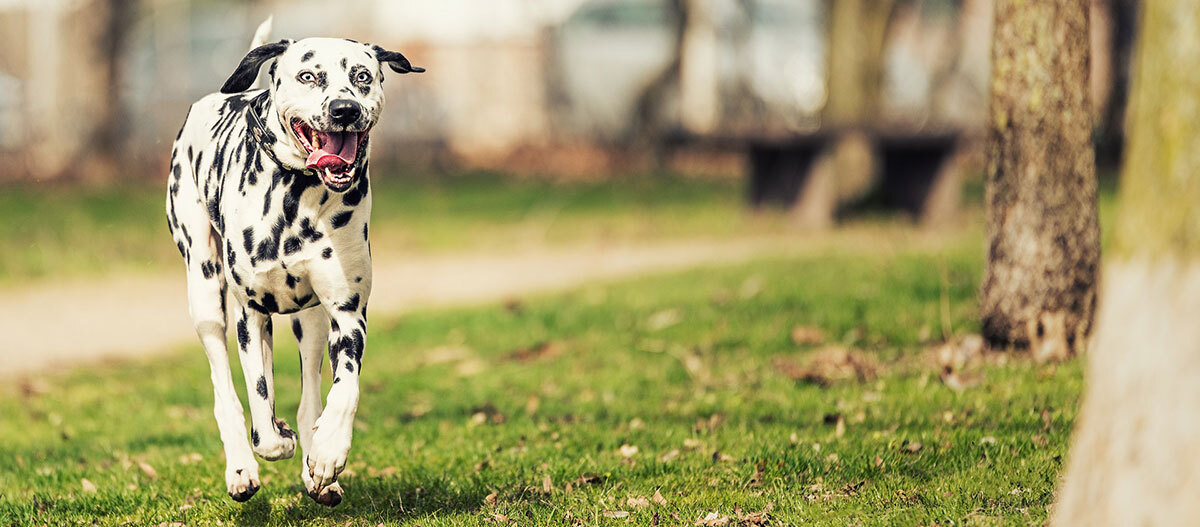 Ein Dalmatiner rennt über die Wiese Dalmatiner Hund läuft glücklich auf einer grünen Wiese im Park bei sonnigem Wetter