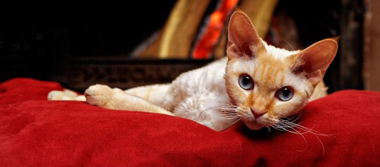 Devon Rex Katze mit blauen Augen liegt entspannt auf rotem Kissen vor gemütlichem Hintergrund