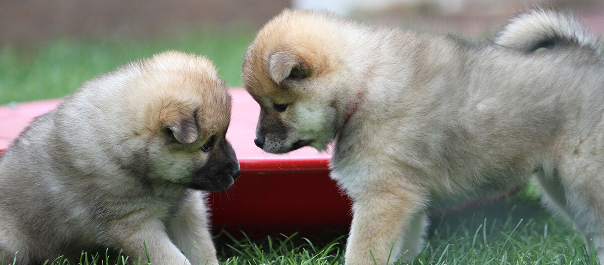 Ratgeber-Rassenportrait-Eurasier-Welpen_1200x527 Zwei flauschige Welpen mit braunem Fell spielen neugierig auf grünem Gras vor einem roten Spielzeug.