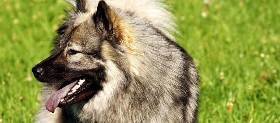 Ein Eurasier steht auf einer Wiese Nahaufnahme eines flauschigen grauen Hundes mit offenem Maul und herausgestreckter Zunge auf grünem Gras im Sonnenschein