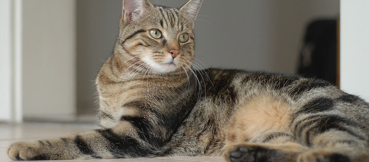 Eine Europäische Kurzhaar Katze liegt in einer Wohnung