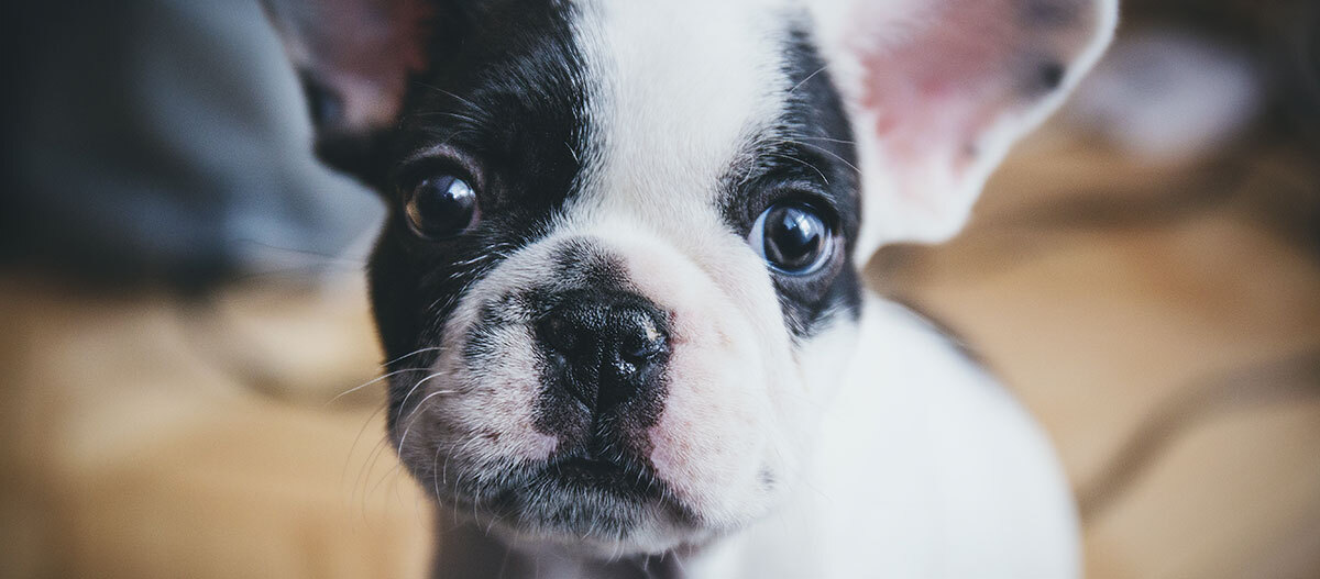 Ratgeber-Rassenportrait-Fr-Bulldogge-Puppy_1200x527 Ein Französisches Bulldoggenbaby schaut direkt in die Kamera.