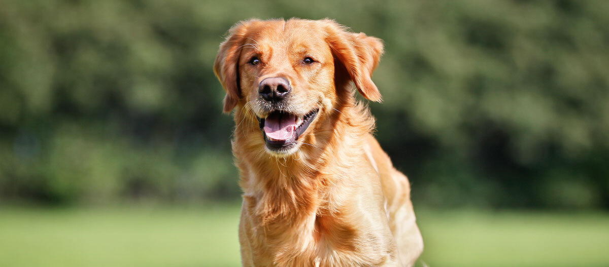 Ein Golden Retriever rennt über eine Wiese Glücklicher Golden Retriever mit glänzendem goldenem Fell, der auf einer grünen Wiese im Freien steht