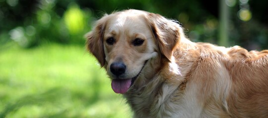 Goldener Retriever Hund mit freundlichem Gesicht und herausgestreckter Zunge im sonnigen Garten