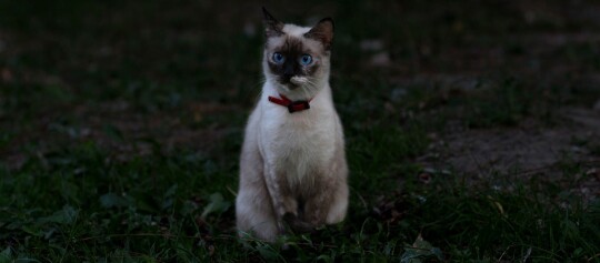 Siamkatze mit blauen Augen und rotem Halsband sitzt auf Gras in dunkler Umgebung