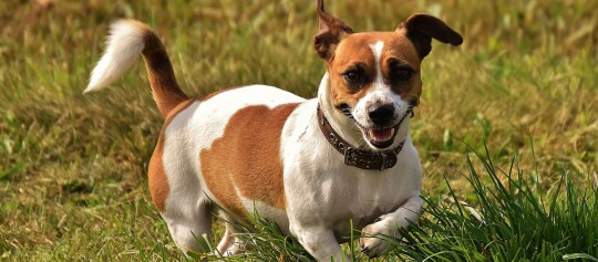 Kleiner Jack Russell Terrier mit braun-weißem Fell spielt glücklich auf einer grünen Wiese