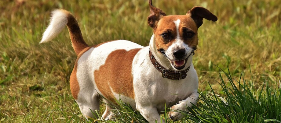 Ratgeber-Rassenportrait-Jack-Russell-Wiese_1200x527 Kleiner Jack Russell Terrier mit braun-weißem Fell spielt glücklich auf einer grünen Wiese