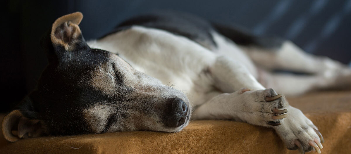 Ratgeber-Rassenportrait-Jack-Russell_1200x527 Ein Jack Russell Terrier schläft.