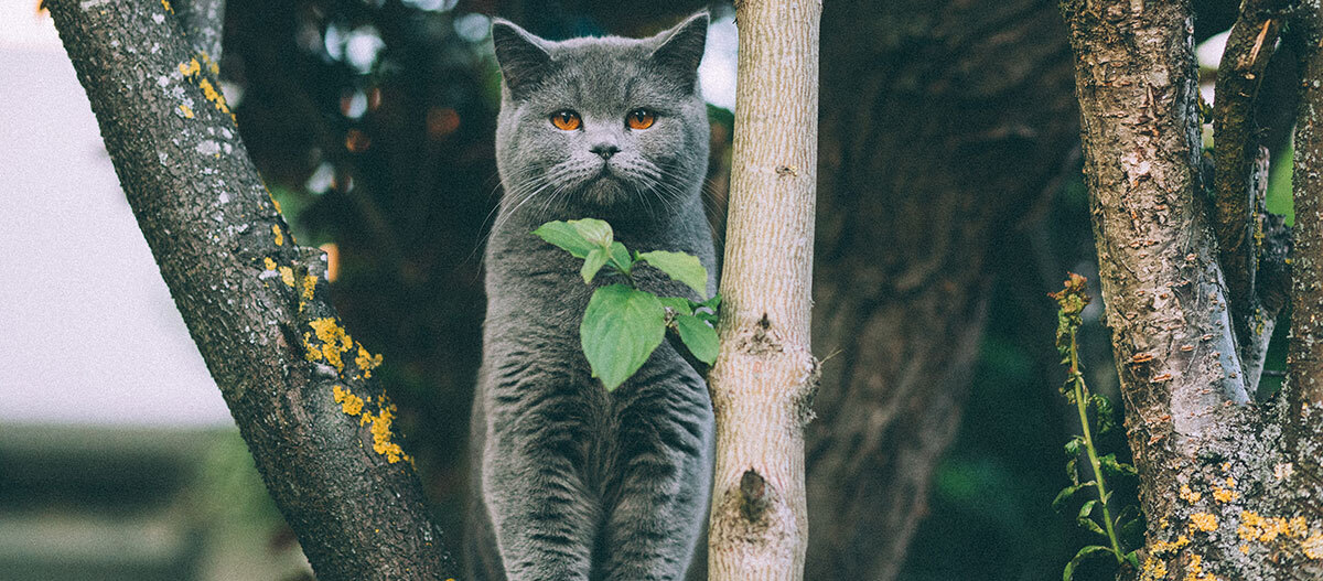 Eine Katze sitzt auf einem Baumstamm Graue Britisch-Kurzhaar-Katze mit orangefarbenen Augen zwischen Baumstämmen im Garten