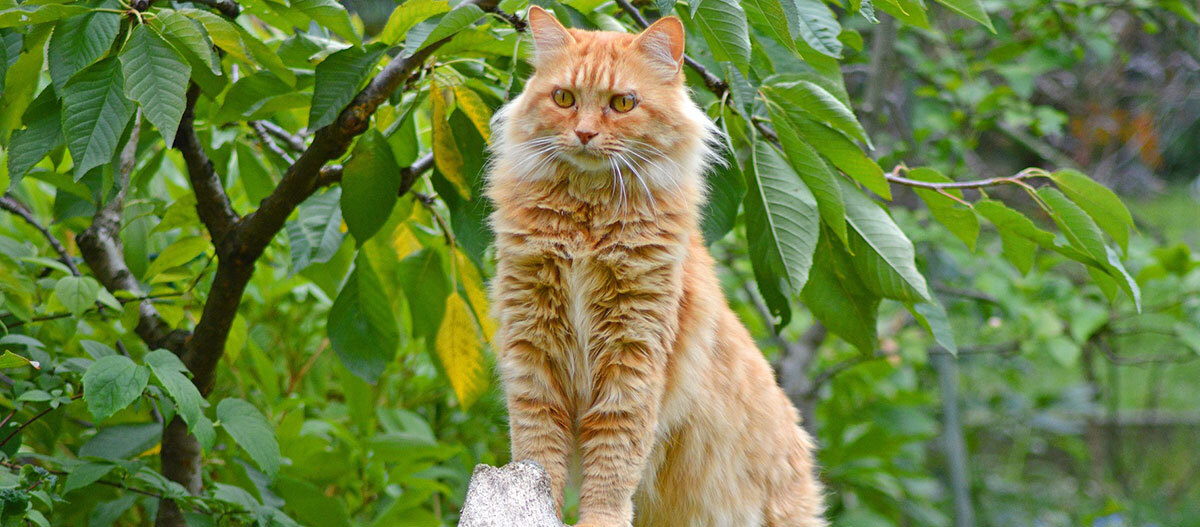 Eine Main Coon steht auf einem Baumstamm Fluffy orange getigerte Katze steht auf einem Baumstumpf im grünen Garten