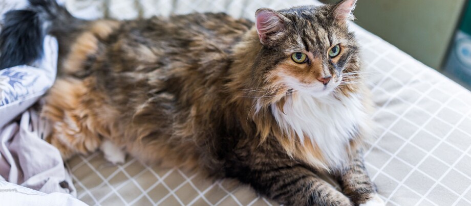 Eine Main Coon liegt auf einem Bett Flauschige Langhaarkatze mit grünen Augen liegt entspannt auf kariertem Bettbezug