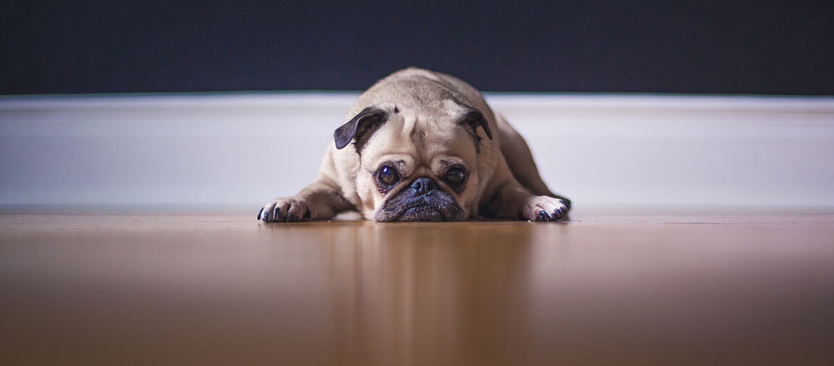 Ratgeber-Rassenportrait-Mops_liegend_1200x527 Ein Mops liegt am Boden.