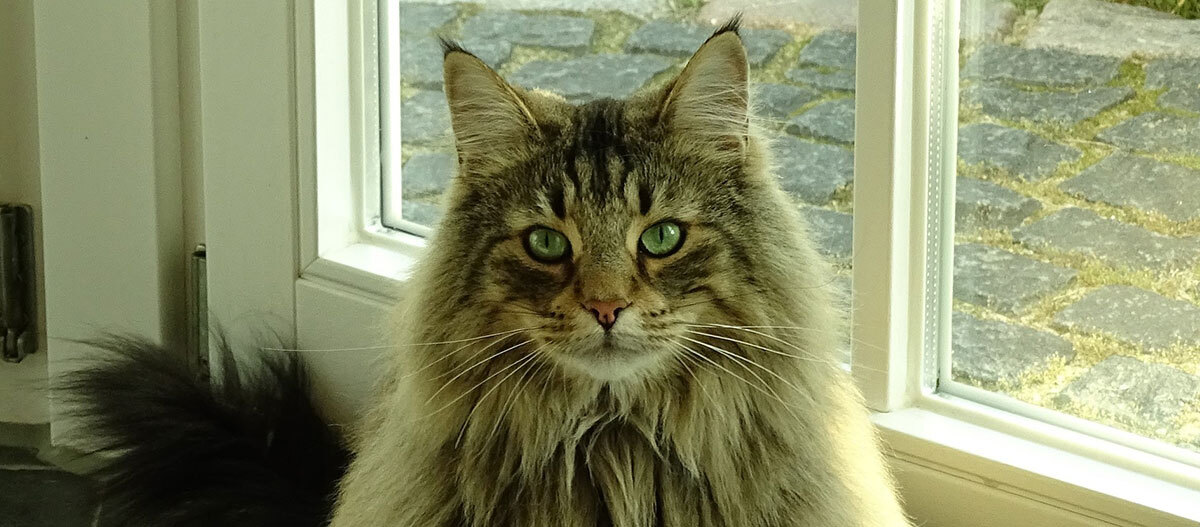 Eine Norwegische Waldkatze sitzt vor einem Fenster Eine Norwegische Waldkatze sitzt vor einem Fenster