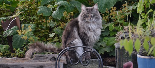Langhaarige graue Katze sitzt im Garten auf einem Stein, umgeben von grünen Pflanzen und einem schwarzen Metallstuhl.