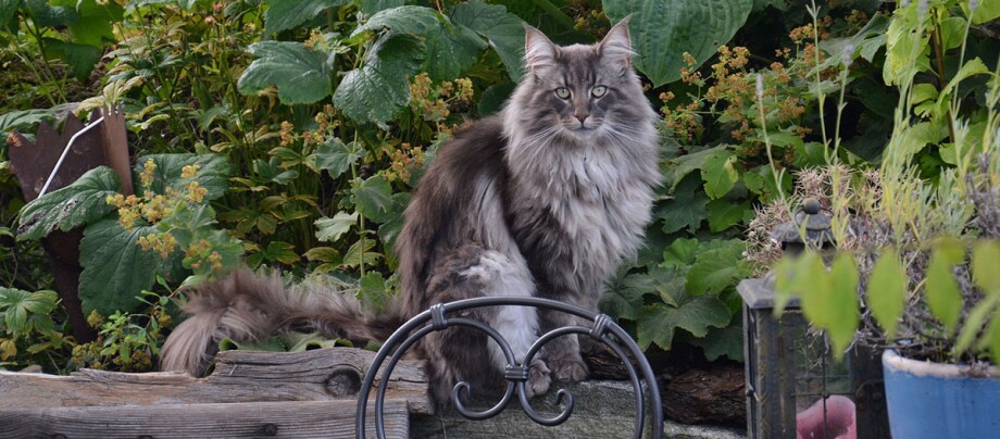Eine norwegische Waldkatze sitzt im Garten Langhaarige graue Katze sitzt im Garten auf einem Stein, umgeben von grünen Pflanzen und einem schwarzen Metallstuhl.